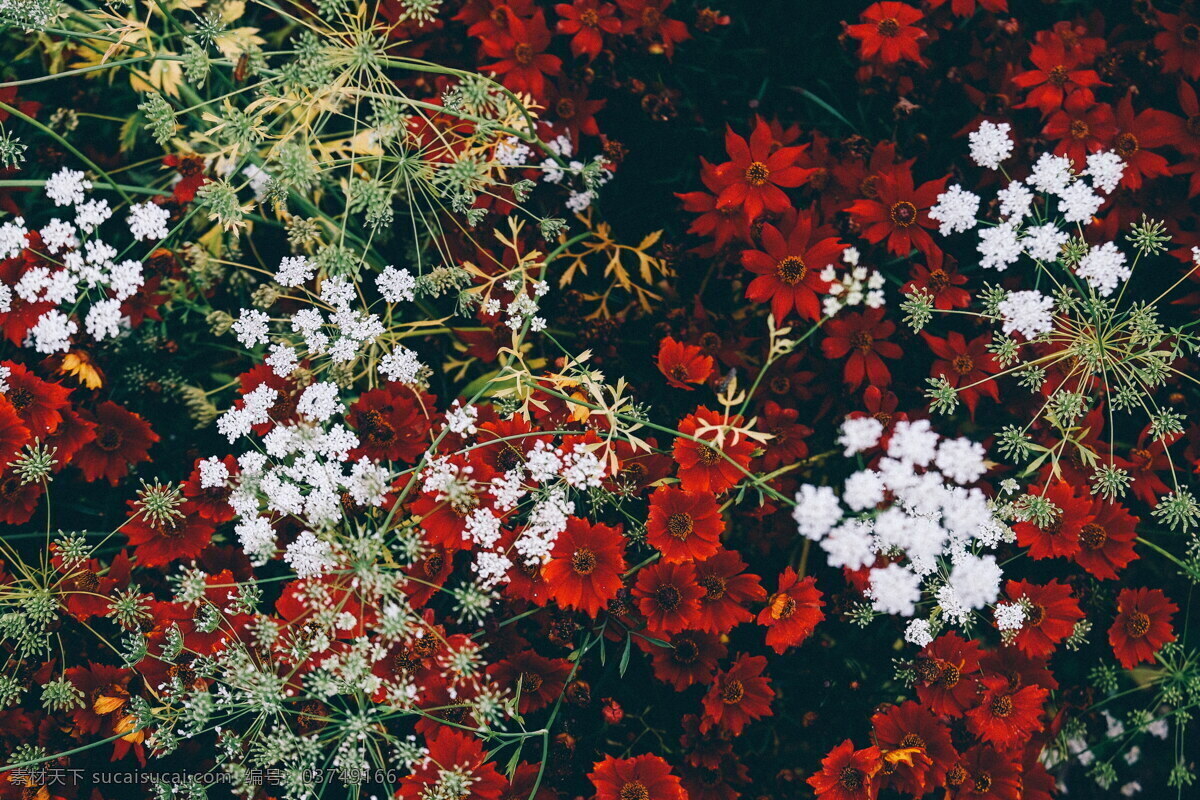 唯美满天星 唯美 植物 自然 鲜花 花 花朵 花卉 满天星 生物世界 花草