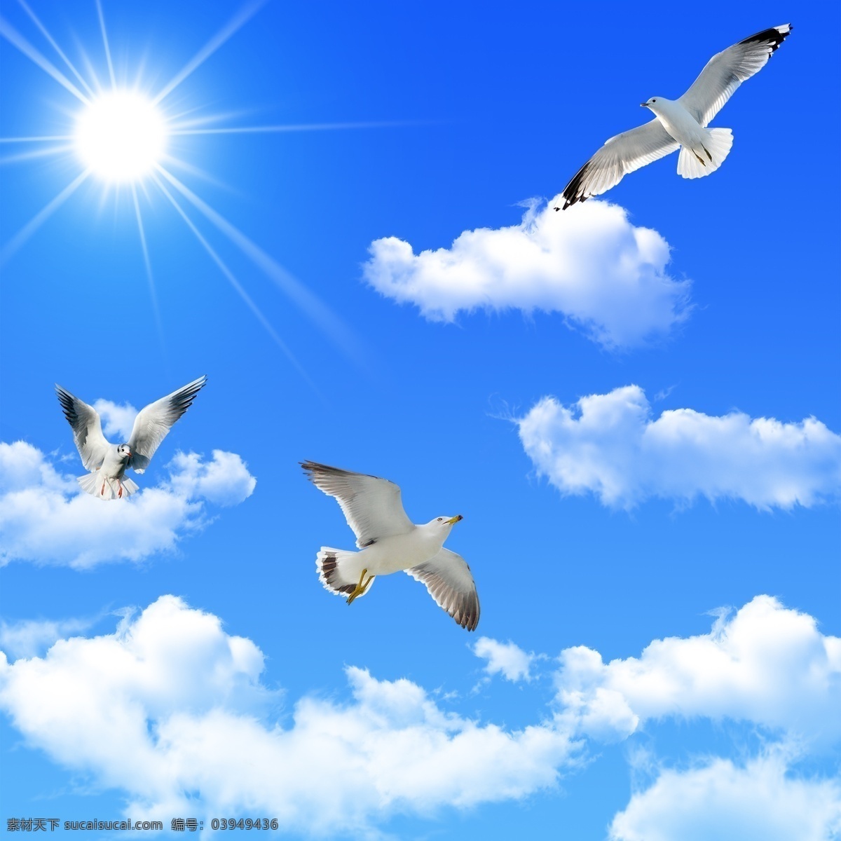 翱翔蓝天白云 蓝天白云 飞鸟 太阳 自然风光 天空 鸽子 大雁 自然景观