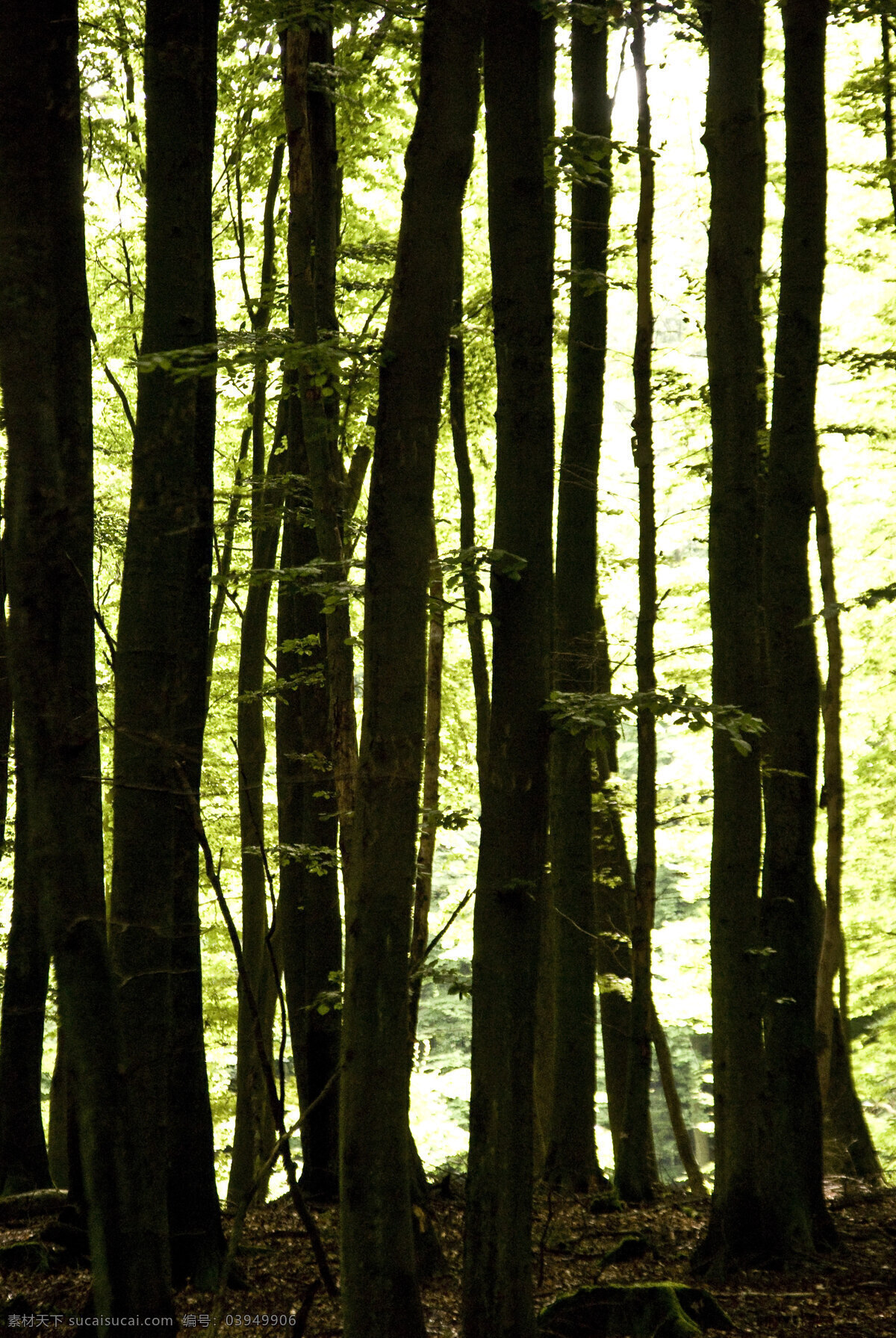 森林免费下载 森林 生物世界