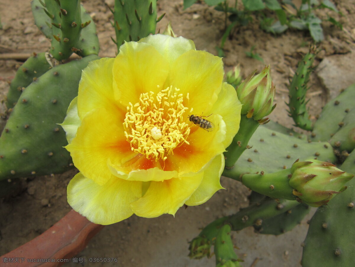 仙人掌 花 黄花 蜜蜂 鲜花 仙人掌花 生物世界