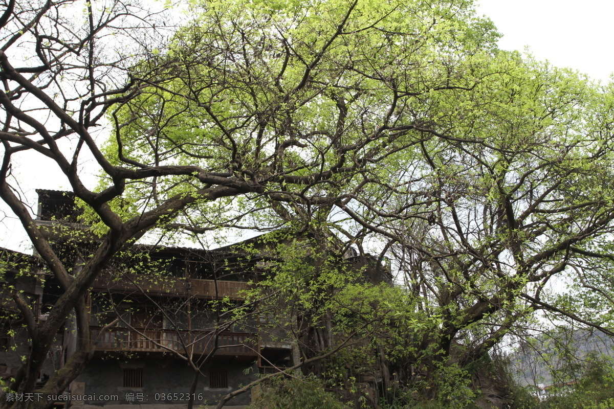 东溪 黄葛树 春天 自然风景 自然景观 东溪黄葛树 绿树成荫 古房 psd源文件