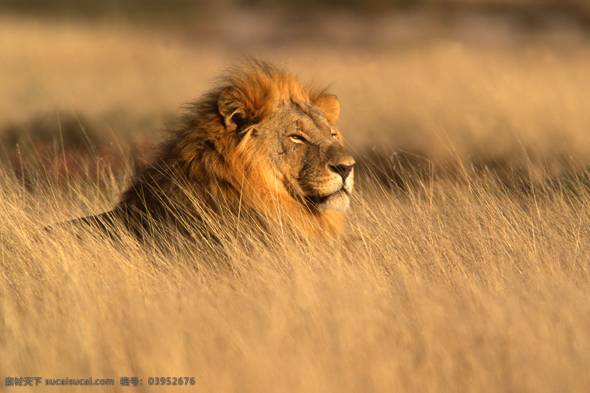 狮子 野生动物 草原动物 高清 非洲动物 动物摄影 生物世界
