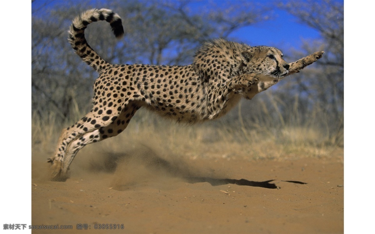 动物 豹子 花豹 跳跃 褐色 生物世界 野生动物