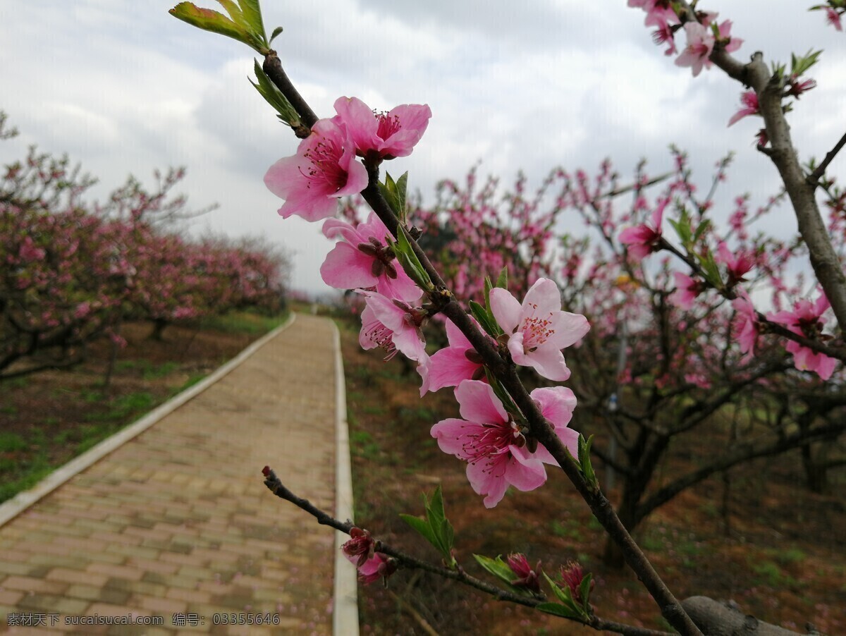 桃花道路 乡间路 树 桃花 红 春天 蜜蜂 风景 自然景观 自然风景