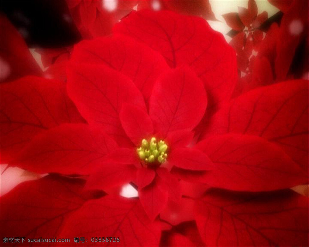 浪漫 圣诞节 花瓣 装饰 视频 圣诞 节日 庆祝 动画