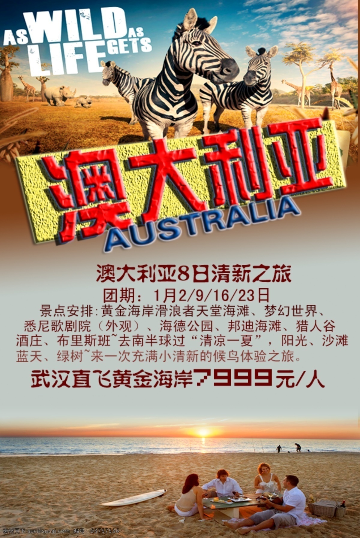澳大利亚 旅游 海报 动物 灰色