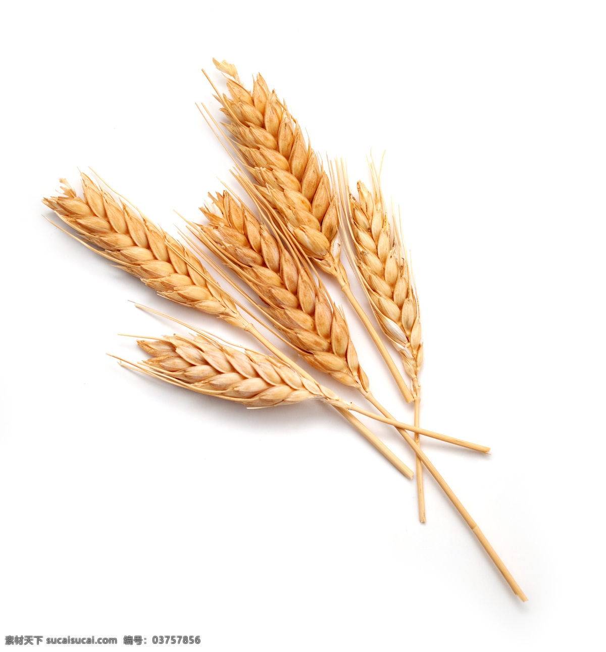 麦穗图片 麦穗 麦田 麦子 丰收 小麦 夏收 农田 粮食 大麦