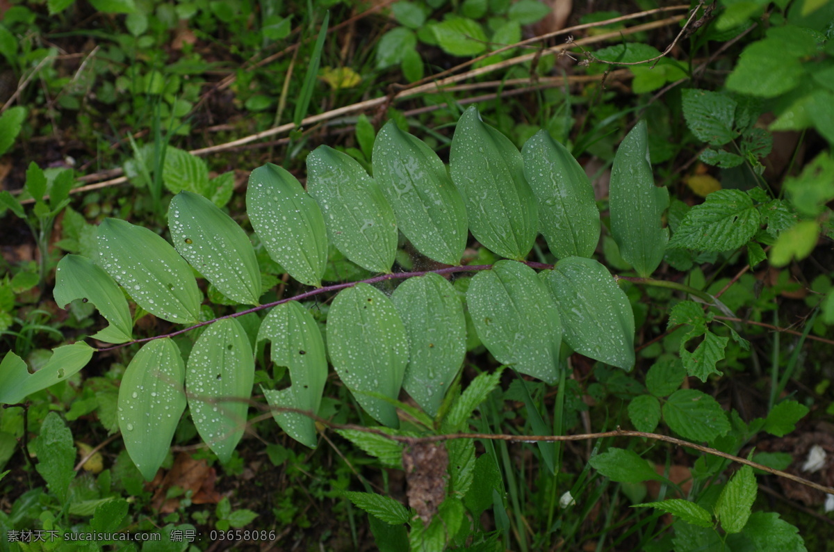 黄精 黄山 黄精属 中药 野生 滋补 百合科 植物药材 花草 树木树叶 生物世界