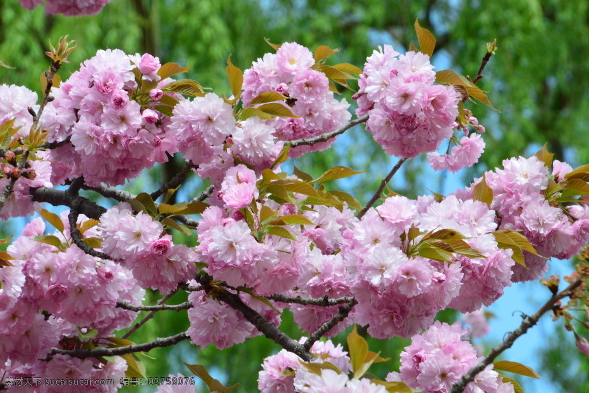 樱花 满园春色 花枝 玉渊潭樱花节 玉渊潭春色 树干 花朵 春色 花卉 花儿 花骨朵 花草 树枝 枝叶 园林景观 绿化景观 生物世界