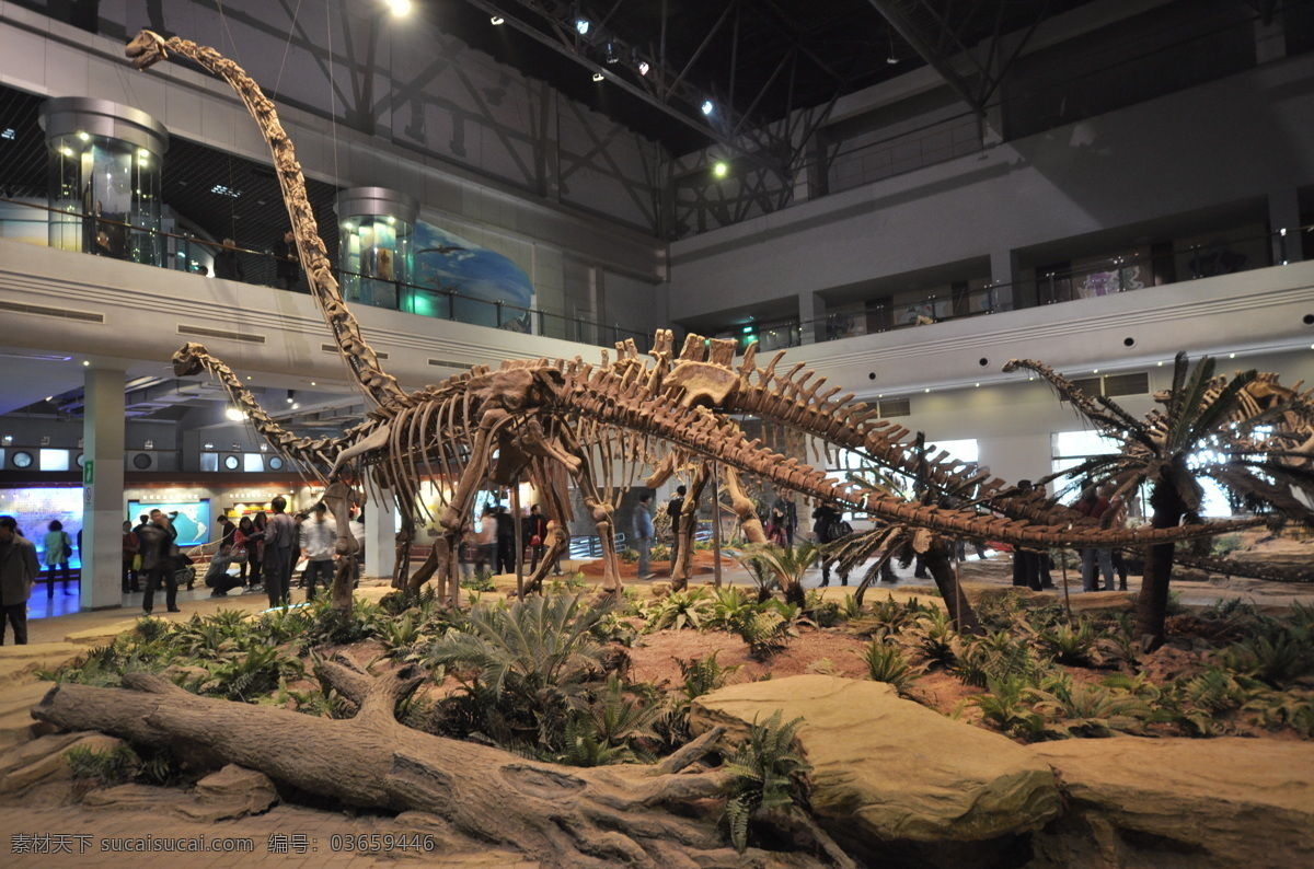 恐龙 骨架 化石 博物馆 其他生物 生物世界 展览 恐龙骨架化石 生物化石 超广角镜头 装饰素材 展示设计