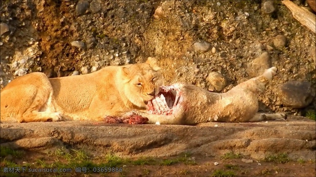 视频背景 实拍视频 视频 视频素材 视频模版 狮子 动物 动物视频 狮子动物