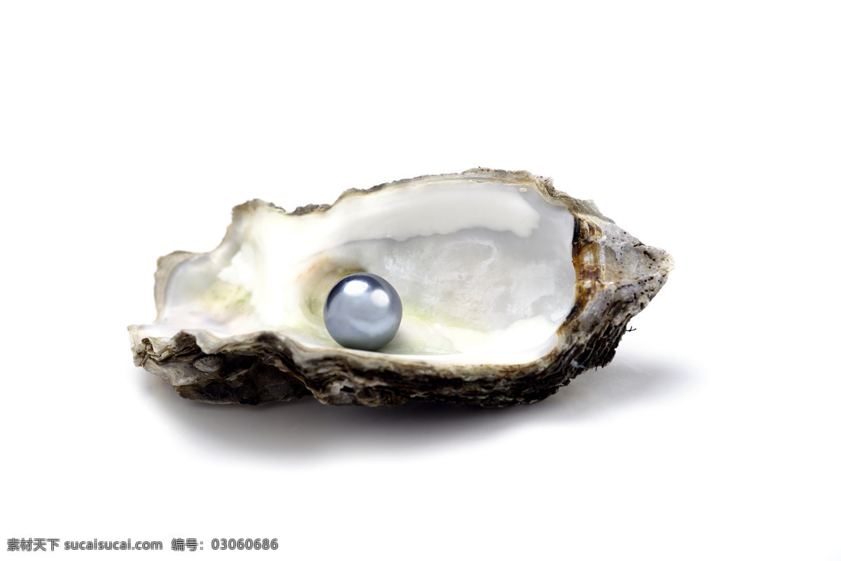 贝壳 里 珍珠 贝壳里的珍珠 珍珠摄影 水中生物 生物世界