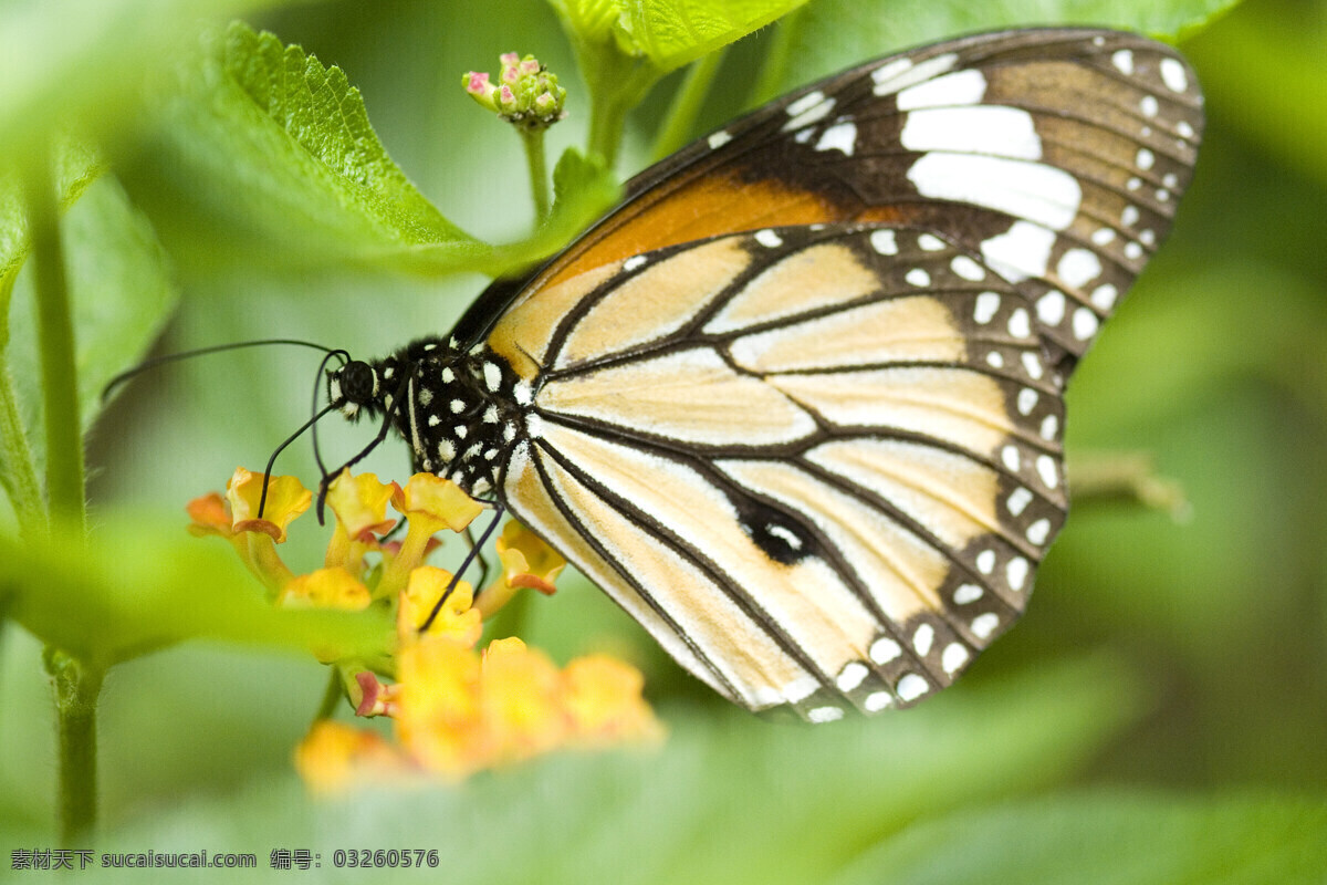 蝴蝶 飞舞 昆虫图片 设计图 生物世界
