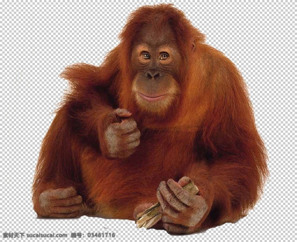 狒狒图片 猴子 狒狒 猩猩 猴 猿猴 长臂猿 猕猴 大猩猩 png图 透明图 免扣图 透明背景 透明底 抠图 生物世界 野生动物