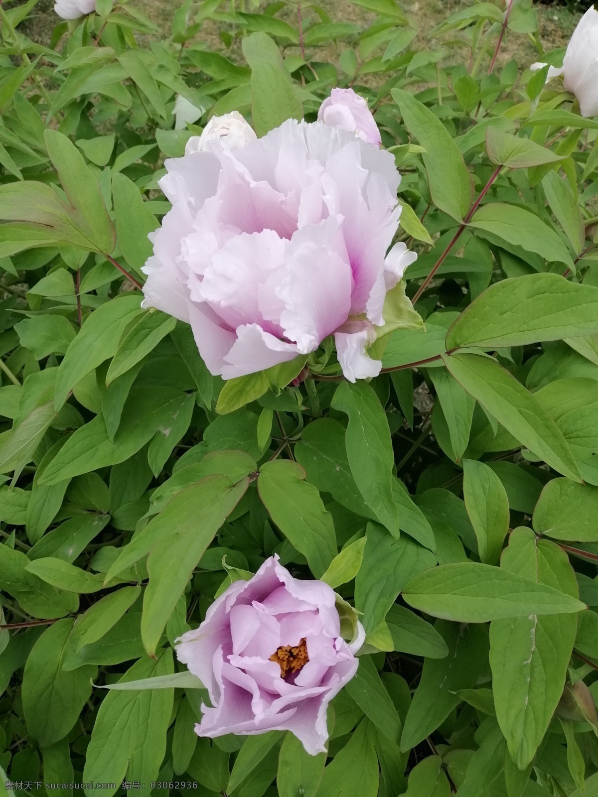 牡丹花 芍药 白色 春天 漂亮 生物世界 花草