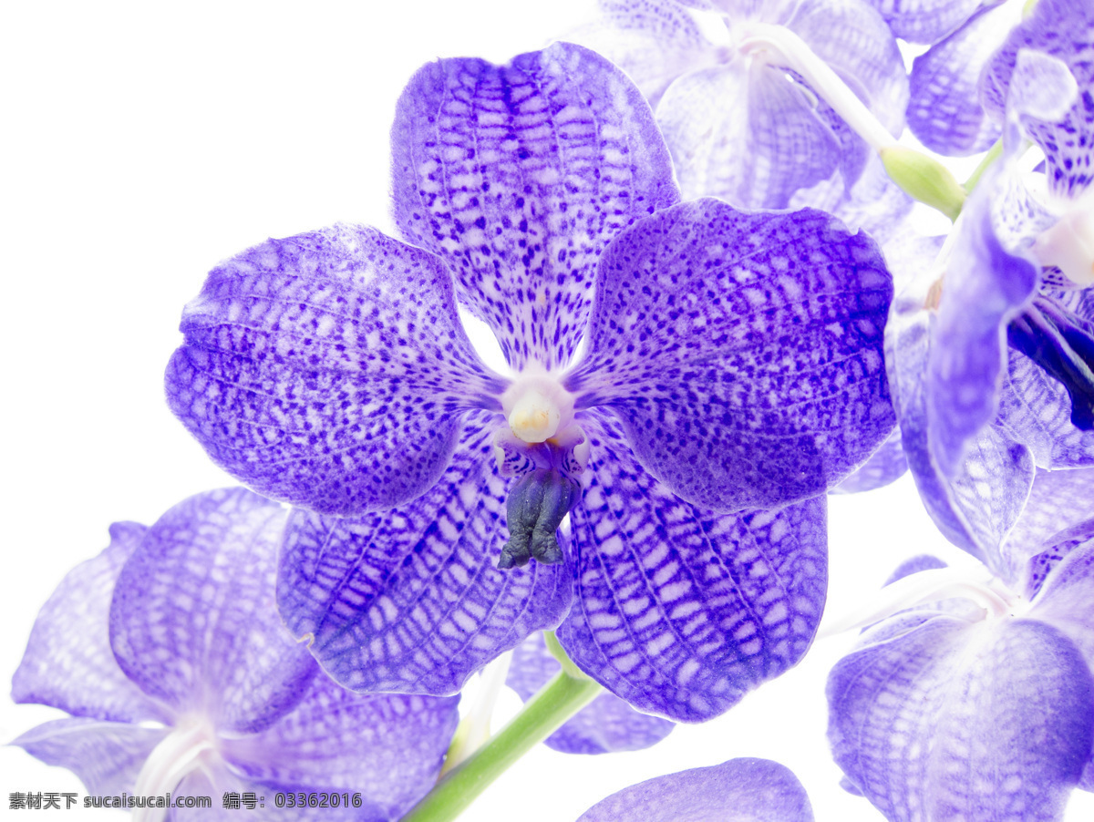 蓝色 蝴蝶兰 花蕊 植物 花卉 花草树木 生物世界