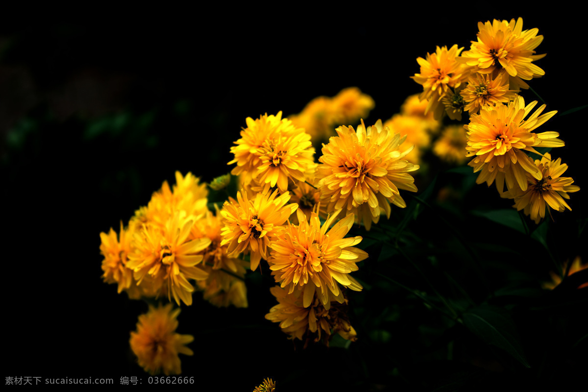 唯美 植物 自然 鲜花 花 花卉 花朵 菊 菊花 万寿菊 美丽万寿菊 可爱万寿菊 生物世界 花草
