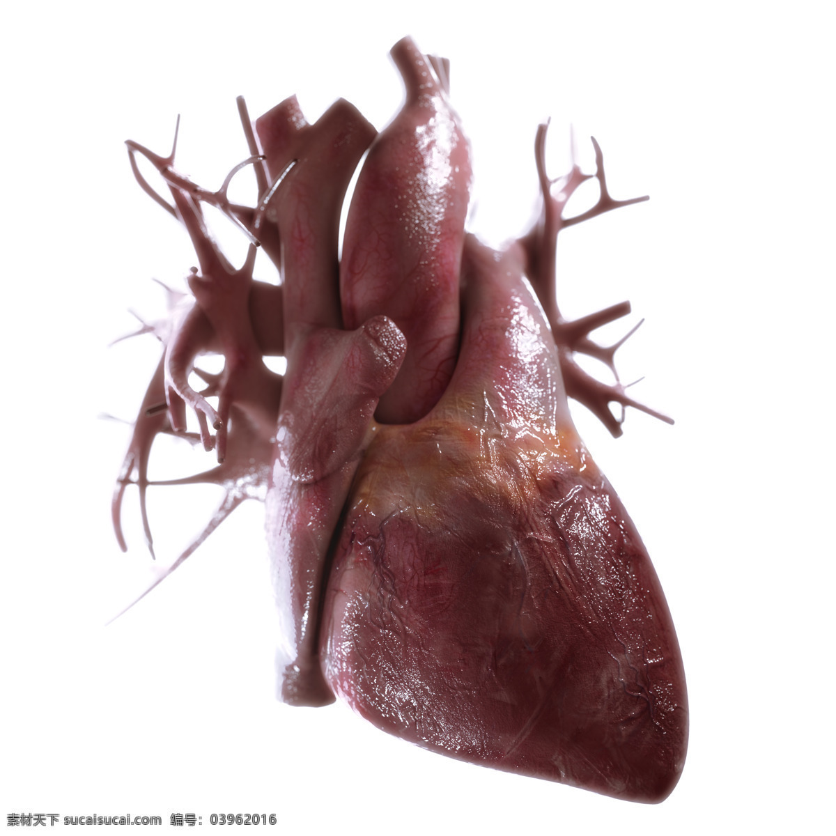 人体 心脏 器官 人体心脏器官 人体器官 心脏模型 心血管 内脏 医疗素材 人体器官图 人物图片