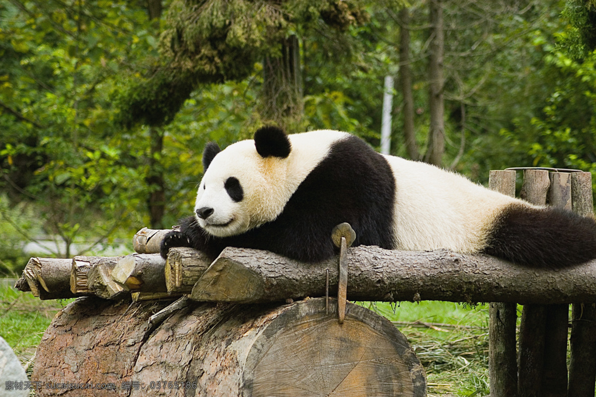 休息 中 国宝 熊猫 野生动物 生物世界 高清图片 jpg图库 摄影图片 竹子 竹叶 国宝熊猫 猫咪图片