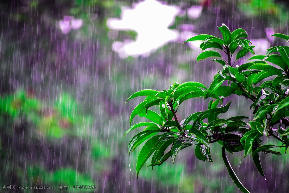 下雨 雨天 绿叶 树枝 水珠 水滴 夏天 大雨 生活百科 生活素材