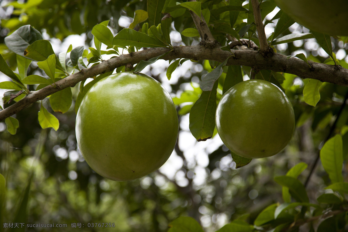 柚子树 柚子 果树 食物 植物 水果 美食 生物世界