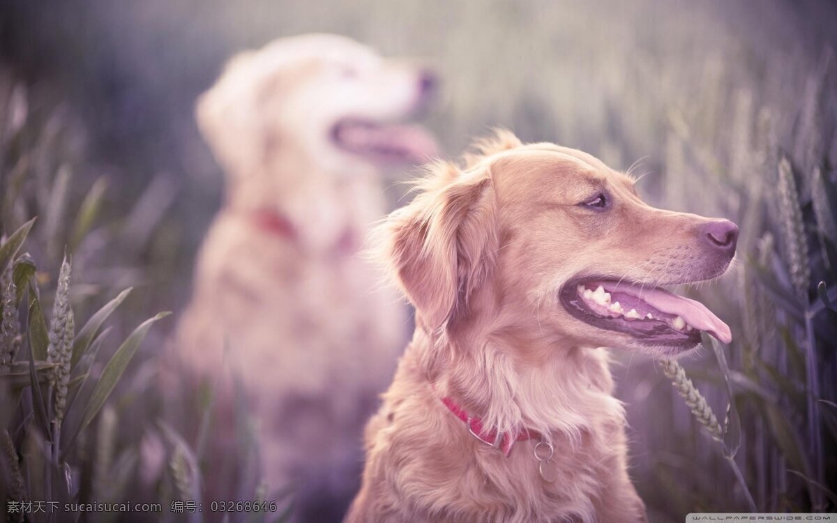 狗 哈士奇 泰迪 泰迪犬 旺财 柯基 雪橇犬 阿拉斯加 金毛 金毛犬 牧羊犬 藏獒 松狮 吉娃娃 德牧 边牧 秋田犬 柴犬 蝴蝶犬 博美犬 杜宾犬 贵宾犬 萨摩耶 腊肠犬 斗牛犬 八哥犬 小狗 土狗 野狗 母狗 萌宠 狗狗 狗崽 生物世界 野生动物