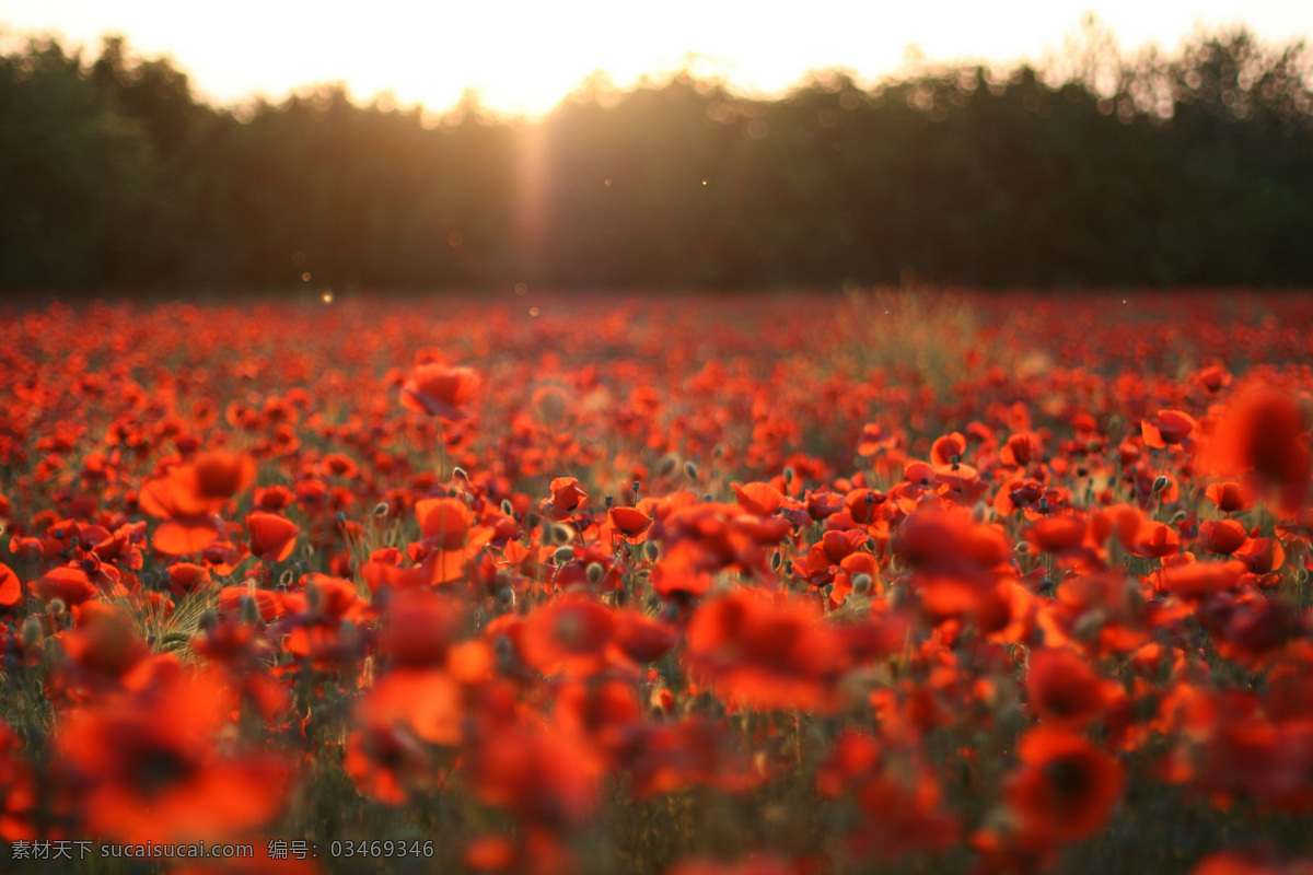 罂粟花 风景 罂粟 花海 花田 自然风景 美景 poppies 风景高清图片 高清图片 花草树木 生物世界