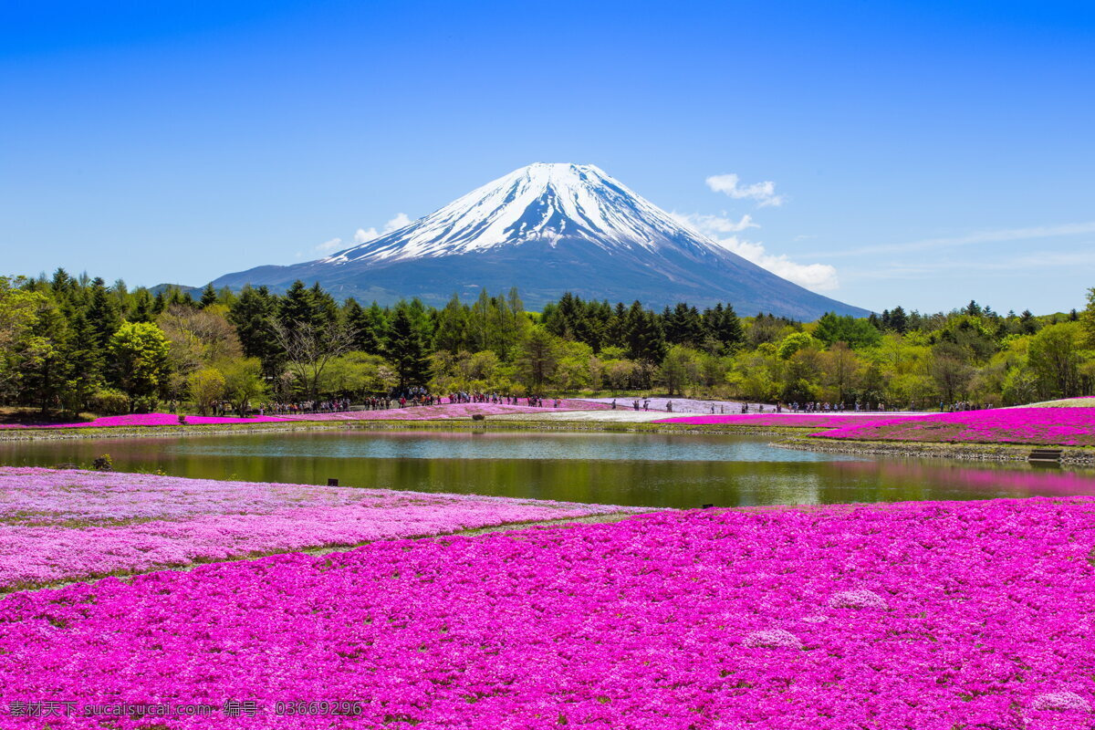 唯美富士山 唯美 风景 风光 旅行 自然 东京 富士山 花海 蓝天 白云 日本 旅游摄影 国外旅游 紫色