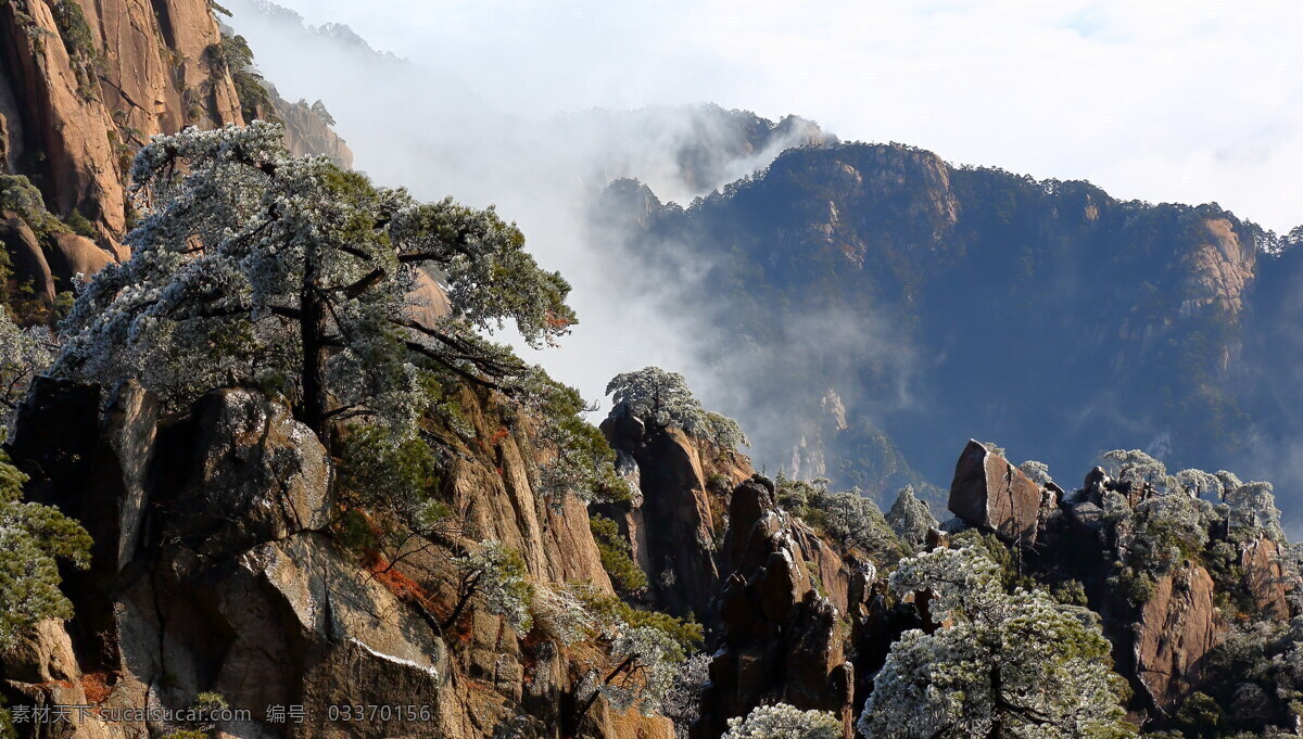 安徽 黄山 奇 松 风景