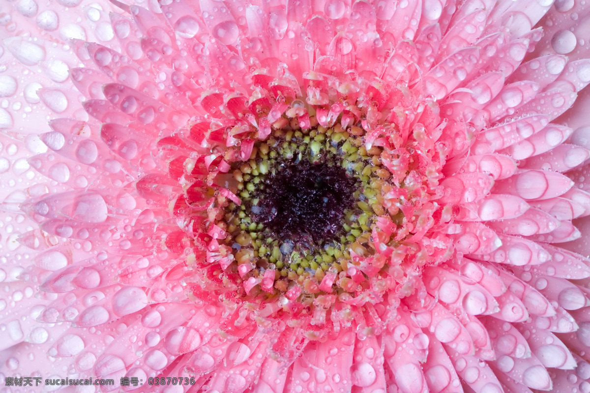 菊花 水滴 水珠 花瓣 花草 生物世界 鲜花 植物 菊花水滴水珠 花草主题 psd源文件