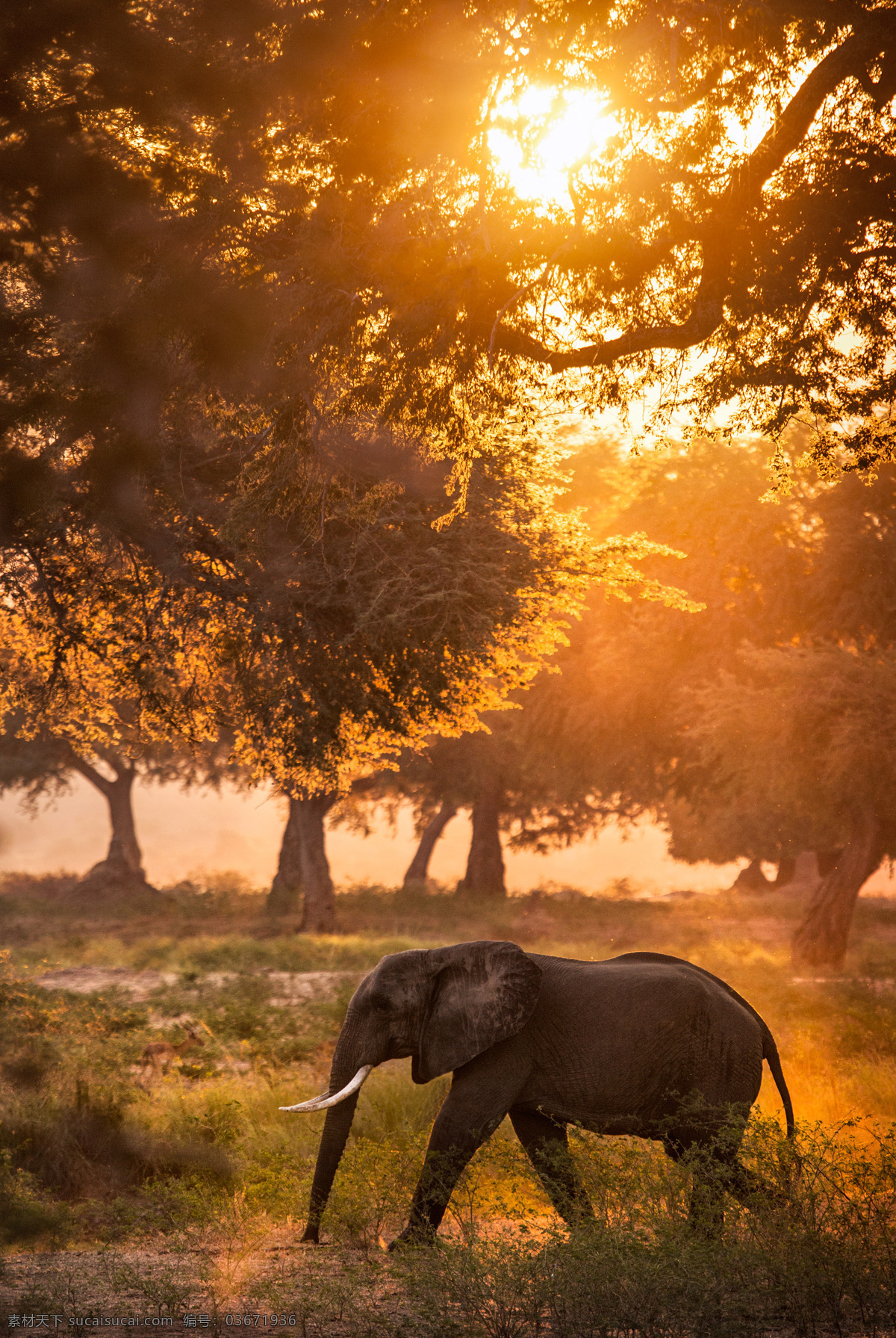 大象 动物 濒危野生动物 哺乳动物 物种保护 野生动物 生物世界