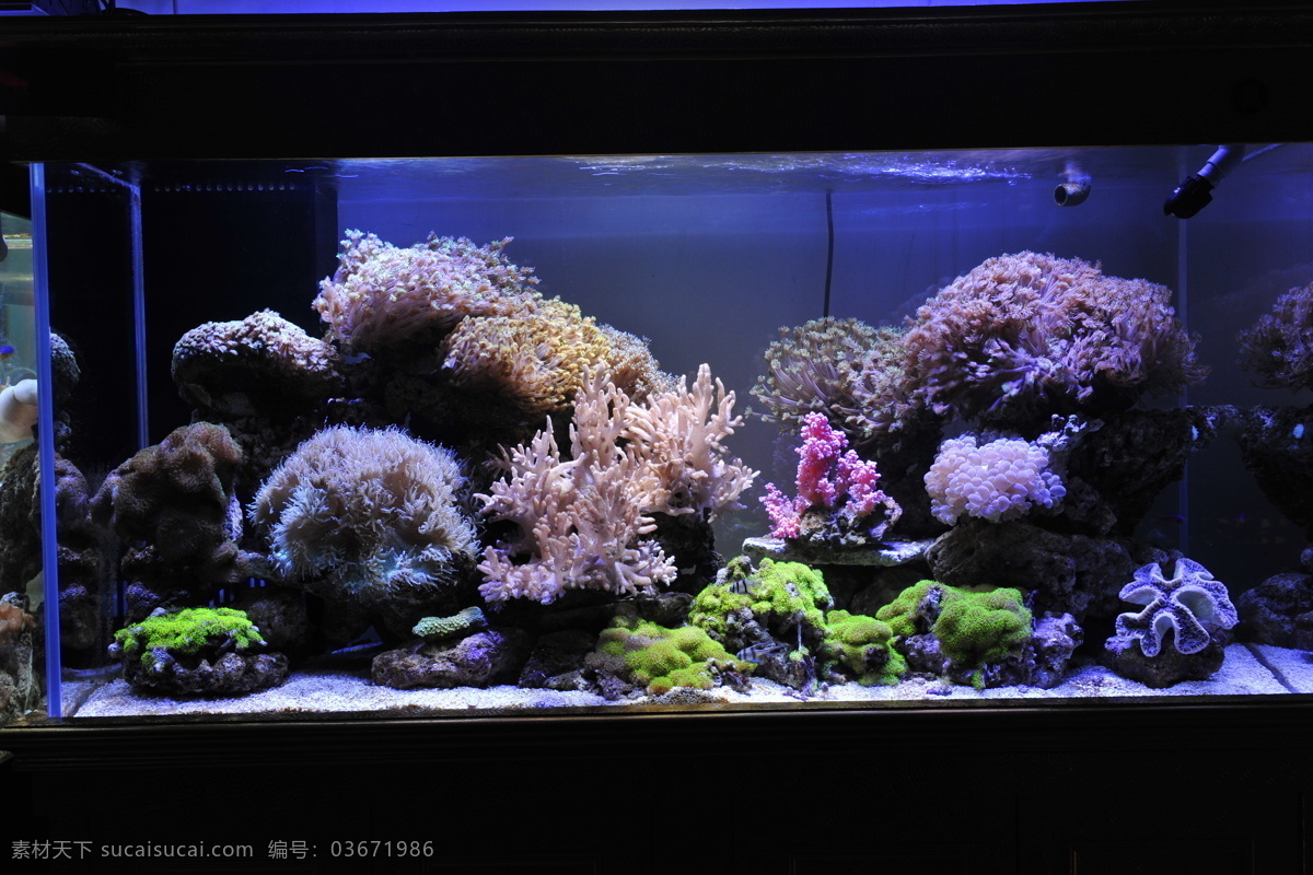 海水缸 珊瑚 鱼缸摄影图片 鱼类 生物世界