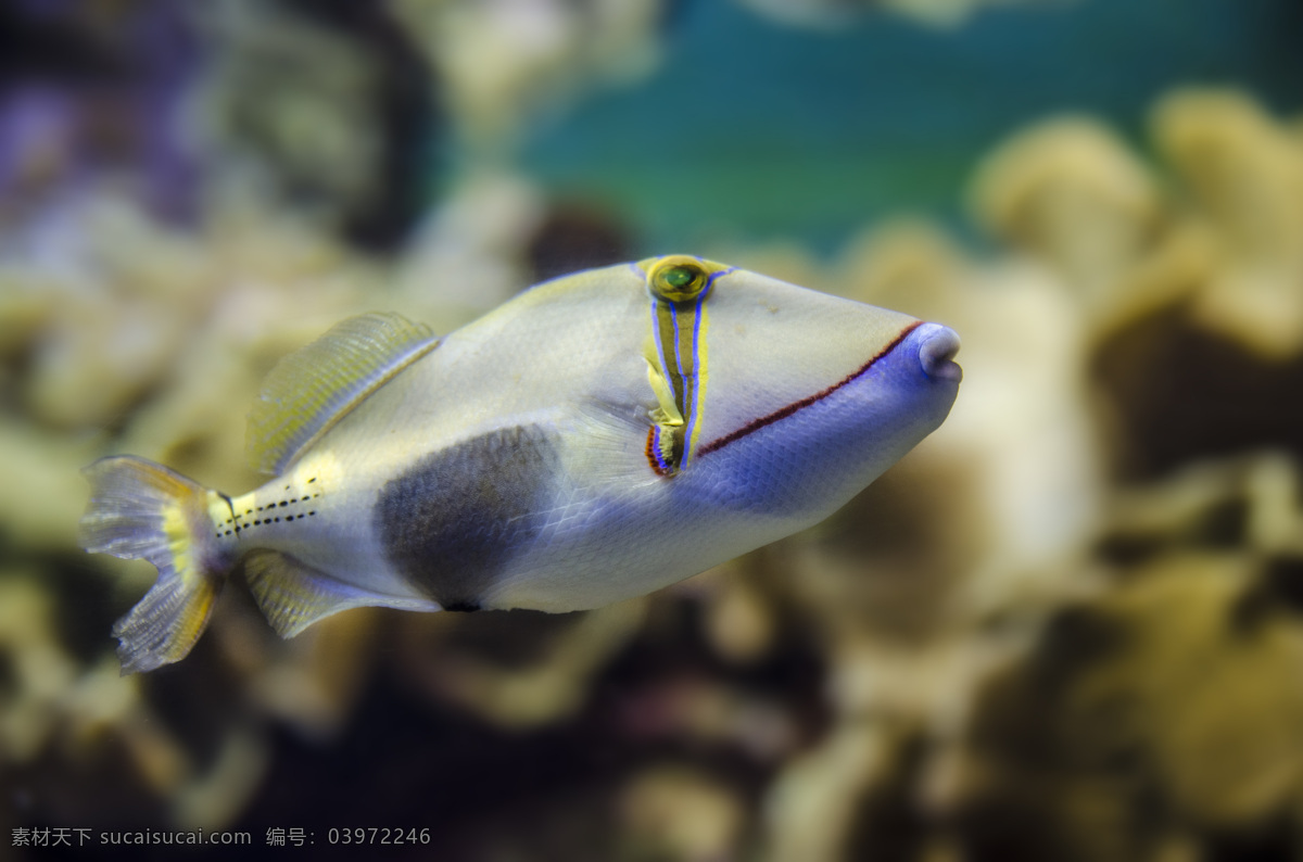 大自然 动物 海底 海底世界 海洋 海洋生物 景观 热带鱼 珊瑚 景象 生物 水中 鱼类 魚 生物世界