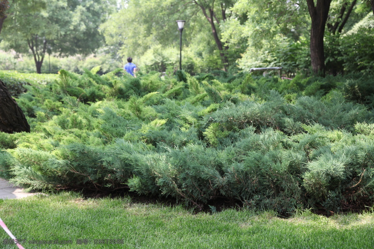 公园植物 绿色植物 草地 绿树 碧水 摄影图库 自然风景 自然景观
