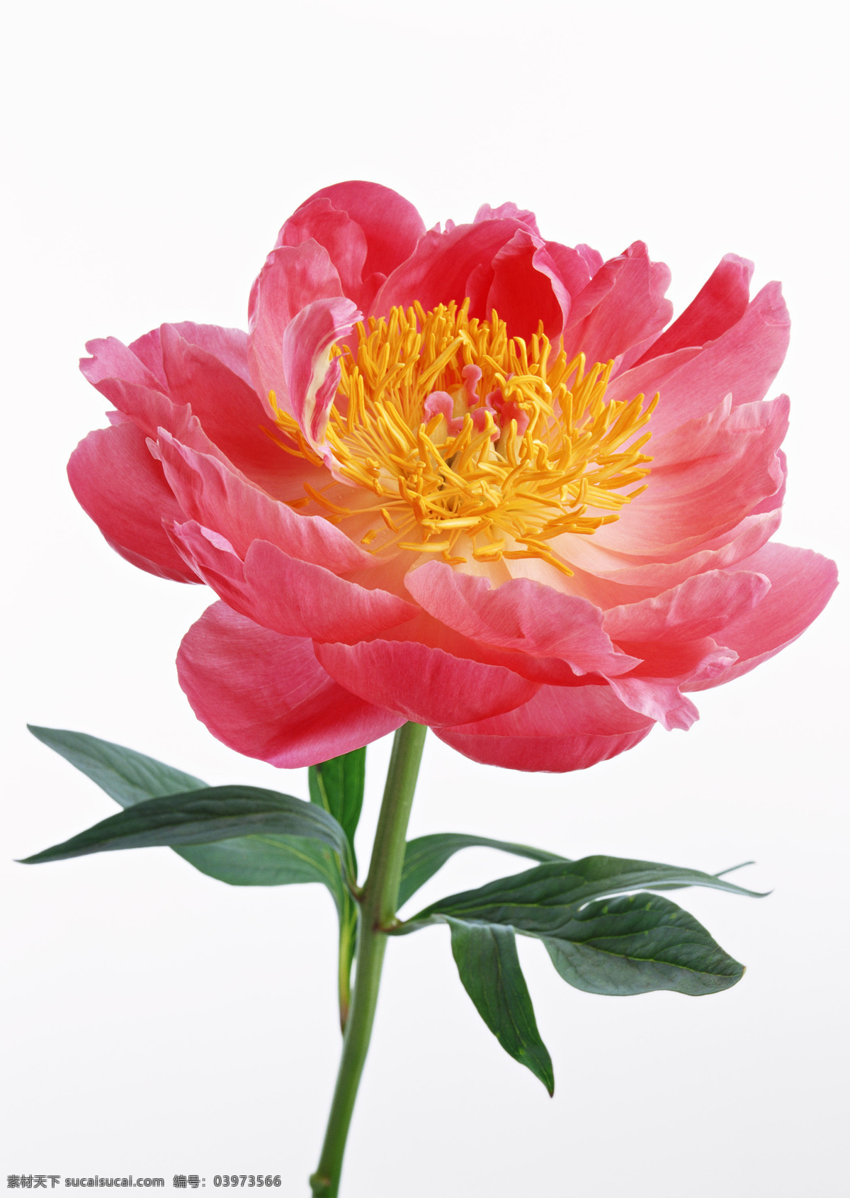红色花卉 绿叶 花蕊 鲜花 白色