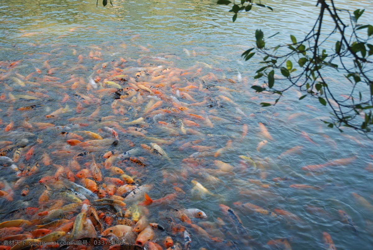 鱼群 鲤鱼 旅游 生物世界 溪水 鱼类 福州森林公园
