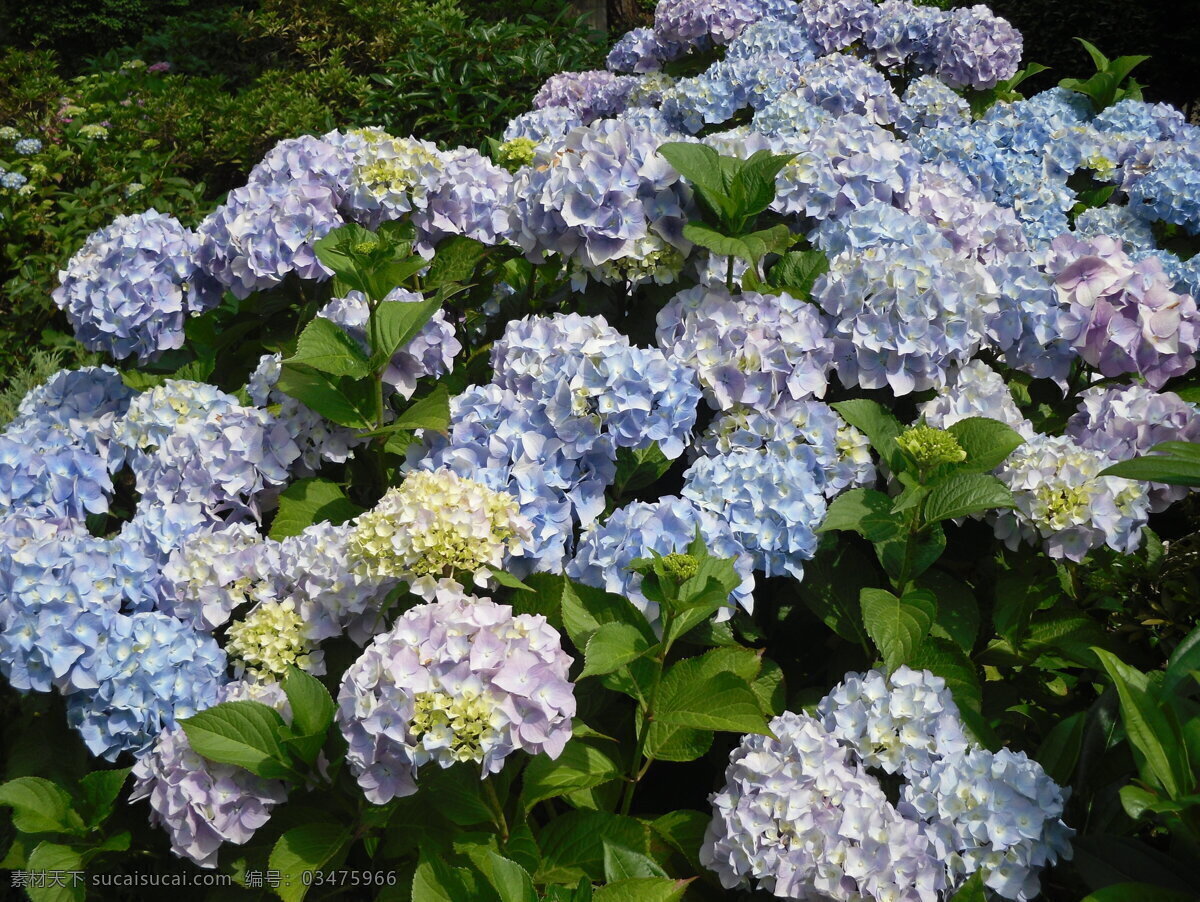 蓝紫色绣球花 绣球花 花朵 花园 花卉 绿叶 花草 生物世界