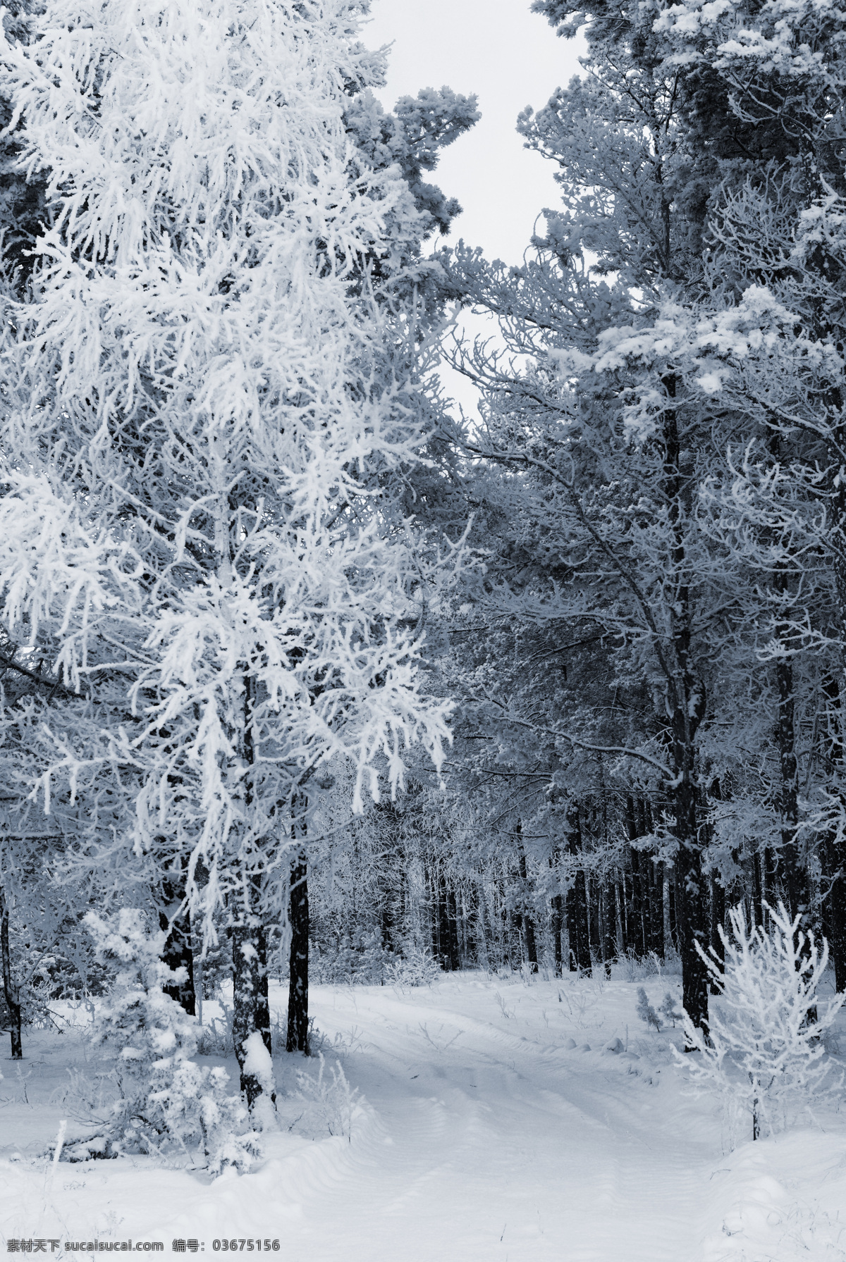 积雪美景 冬季 冬天 雪景 美丽风景 景色 美景 积雪 雪花 雪地 森林 树木 自然风景 自然景观 白色