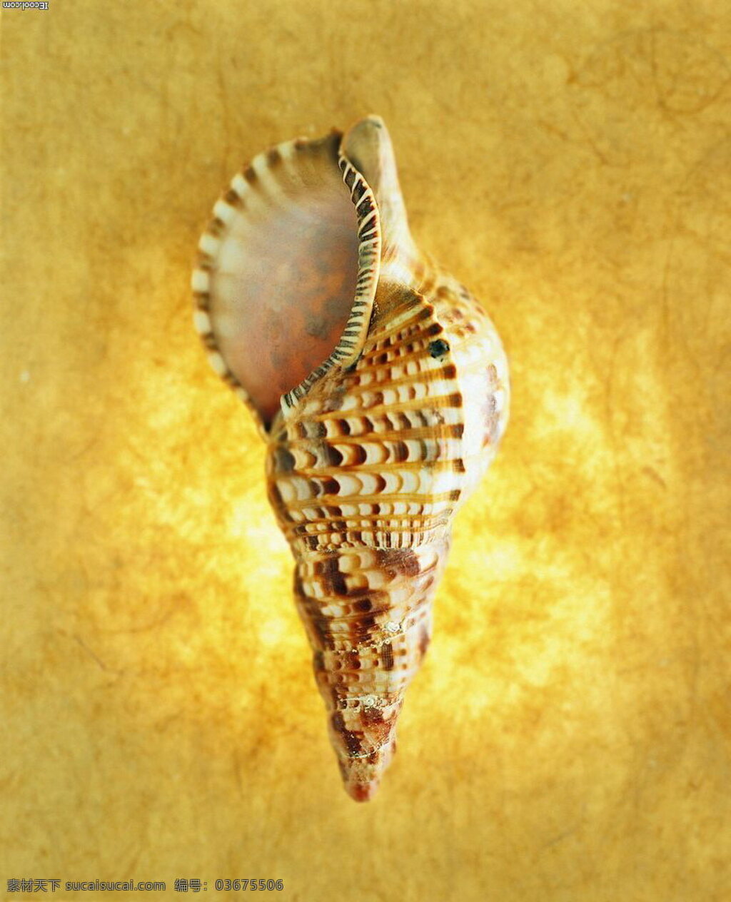 海螺 贝壳 黄色 螺旋斑纹 磨砂背景 生活素材 生活百科