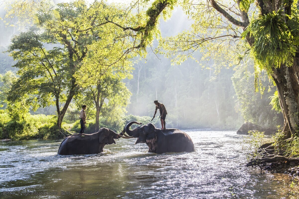 小河 里 大象 河流 大象摄影 动物摄影 动物世界 陆地动物 生物世界