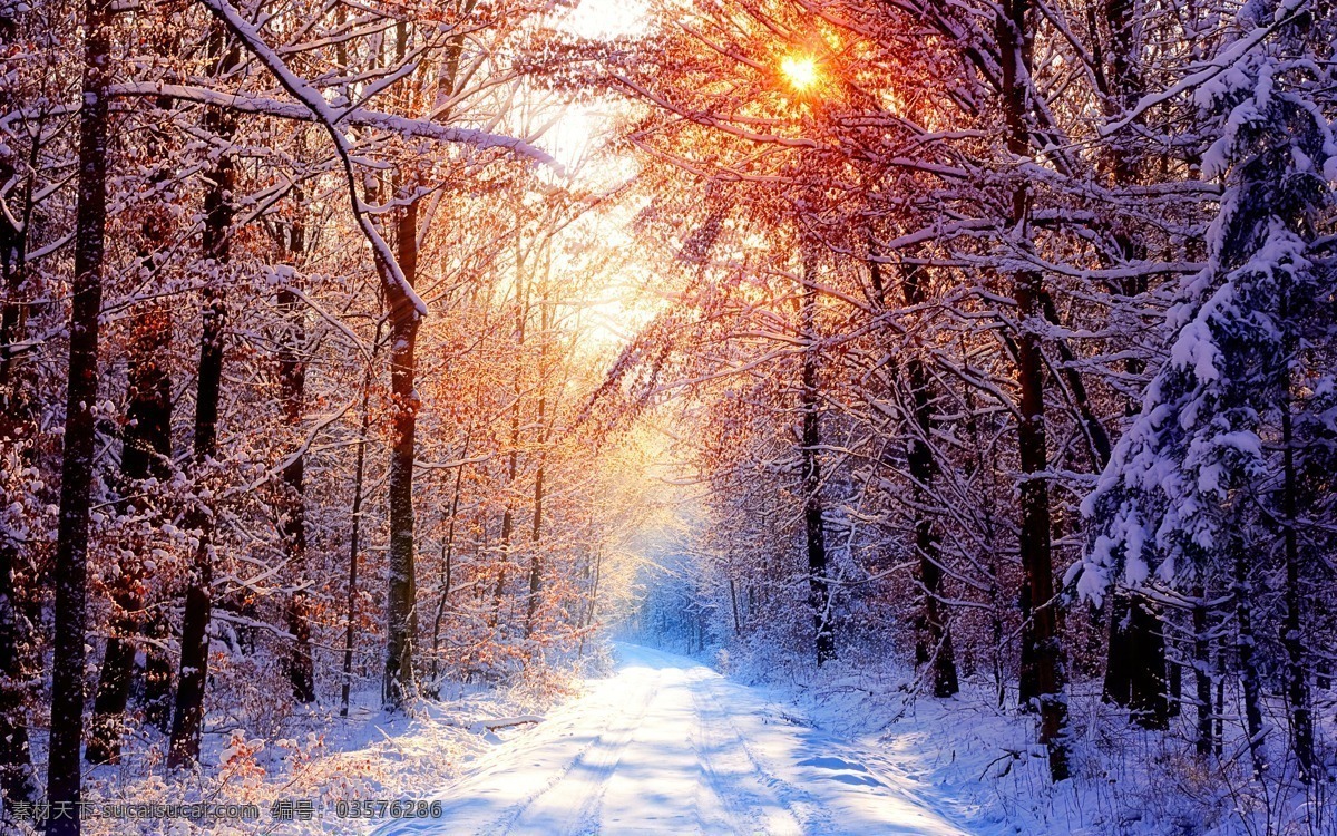 国外风景摄影 雪景 森林 树林 白雪皑皑 黄昏 清晨 阳光照射森林 霜冻 雪中漫步 雪中小路 电脑桌面屏保 自然景观 自然风景