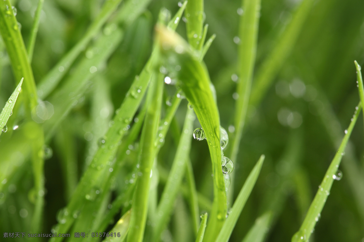 草 花草 环保 晶莹剔透 露水 露珠 绿草 绿色 绿叶 水珠 水滴 晨露 漂亮水珠 雨水 青草 微距拍摄 植物 植被 生态 花草主题 绿叶底纹 生物世界 花草高清图片 psd源文件