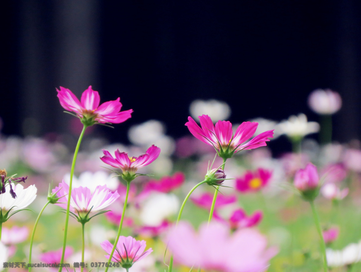 波斯菊 格桑花 花卉 自然 生物世界 花草