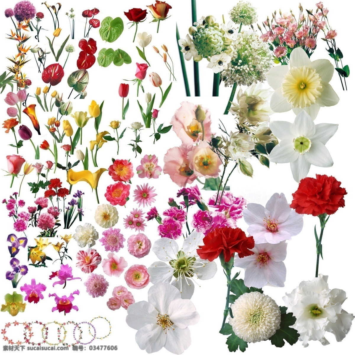 鲜花素材 鲜花 花朵 退 底 玫瑰 马蹄莲 鹤望兰 洋桔梗 金百合 火鹤花 紫蝴蝶兰 牡丹 大花葱 康乃馨 郁金香 红掌花 粉花朵 白花朵 鲜花花环 分层 源文件