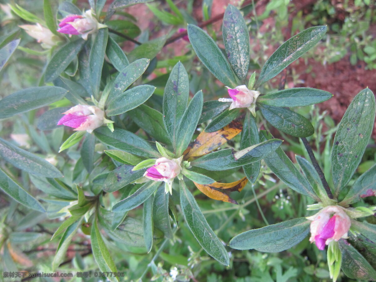 杜鹃花 映山红 花苞 带露珠 浙江金华 花草 生物世界