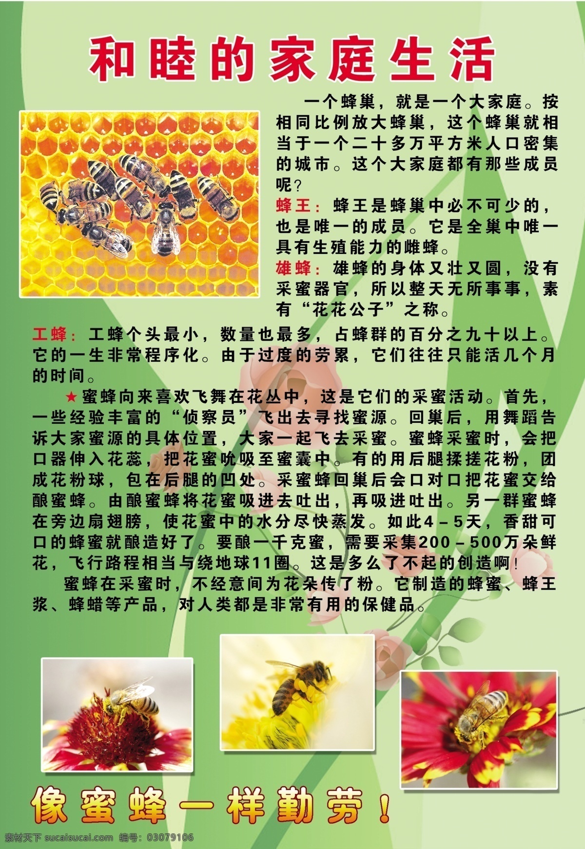 分层 花底 玫瑰 蜜蜂图片 雄风 源文件库 生物 谜底 蜜蜂 社会 模板下载 和睦 家庭生活 蜂王 工蜂 图板设计 一样 勤劳 小学知识图板 psd源文件