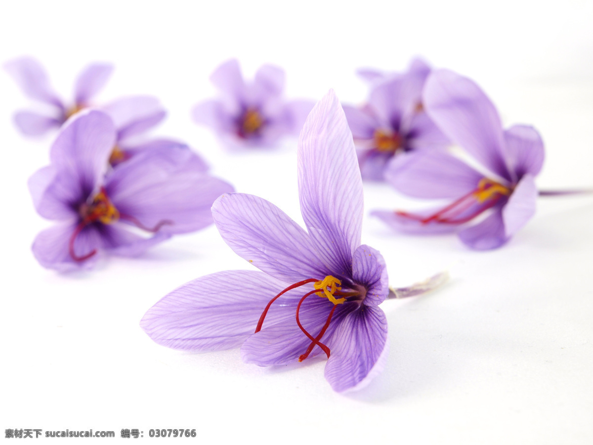 藏红花 西红花 中药 花 花朵 紫色 花蕊 花草 生物世界