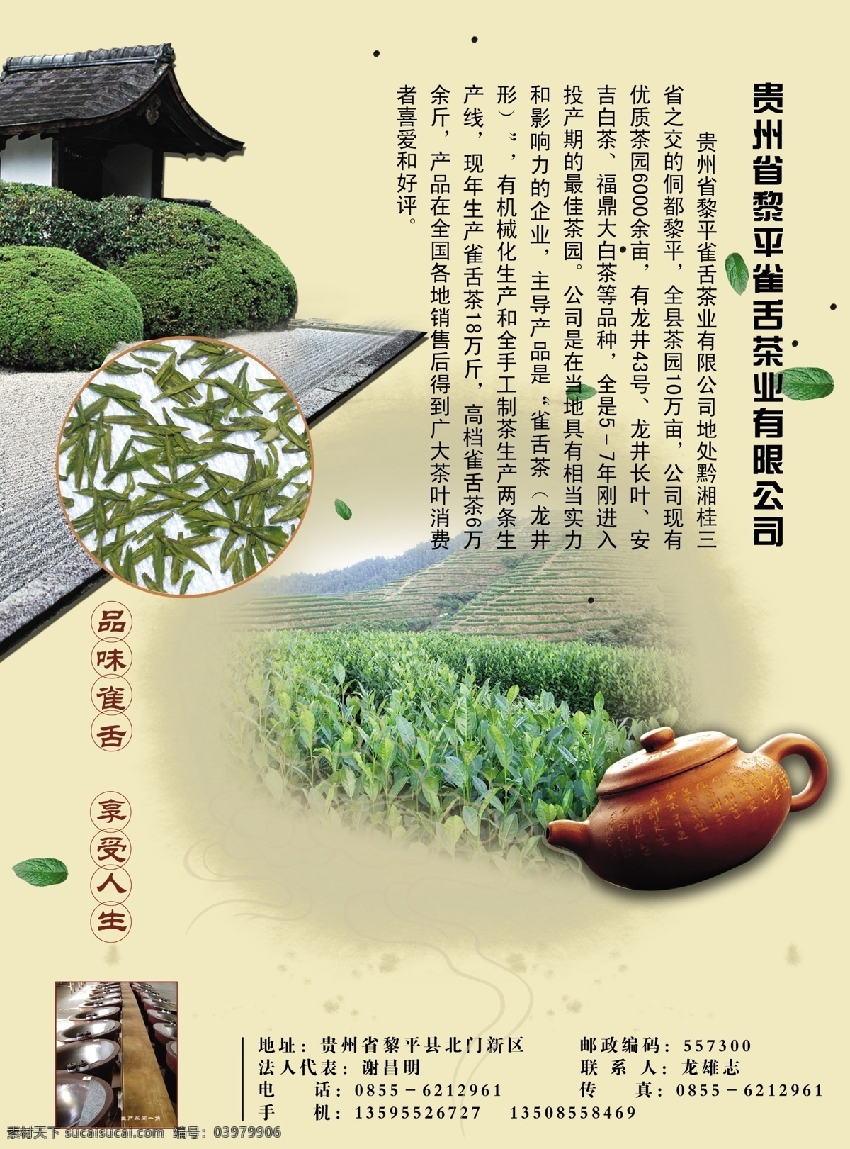 茶饼 茶树 单页 广告 广告设计模板 画册设计 普洱茶 茶单页 招贴 展板 古树茶 世博会 釜山茶博会 宣传册 茶市场 源文件 其他画册封面