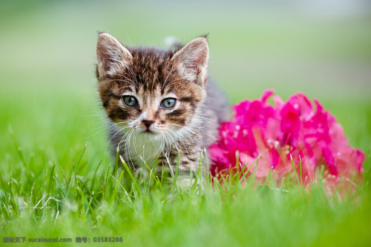 可爱猫咪 草地 可爱 猫咪 萌猫 小猫 宠物