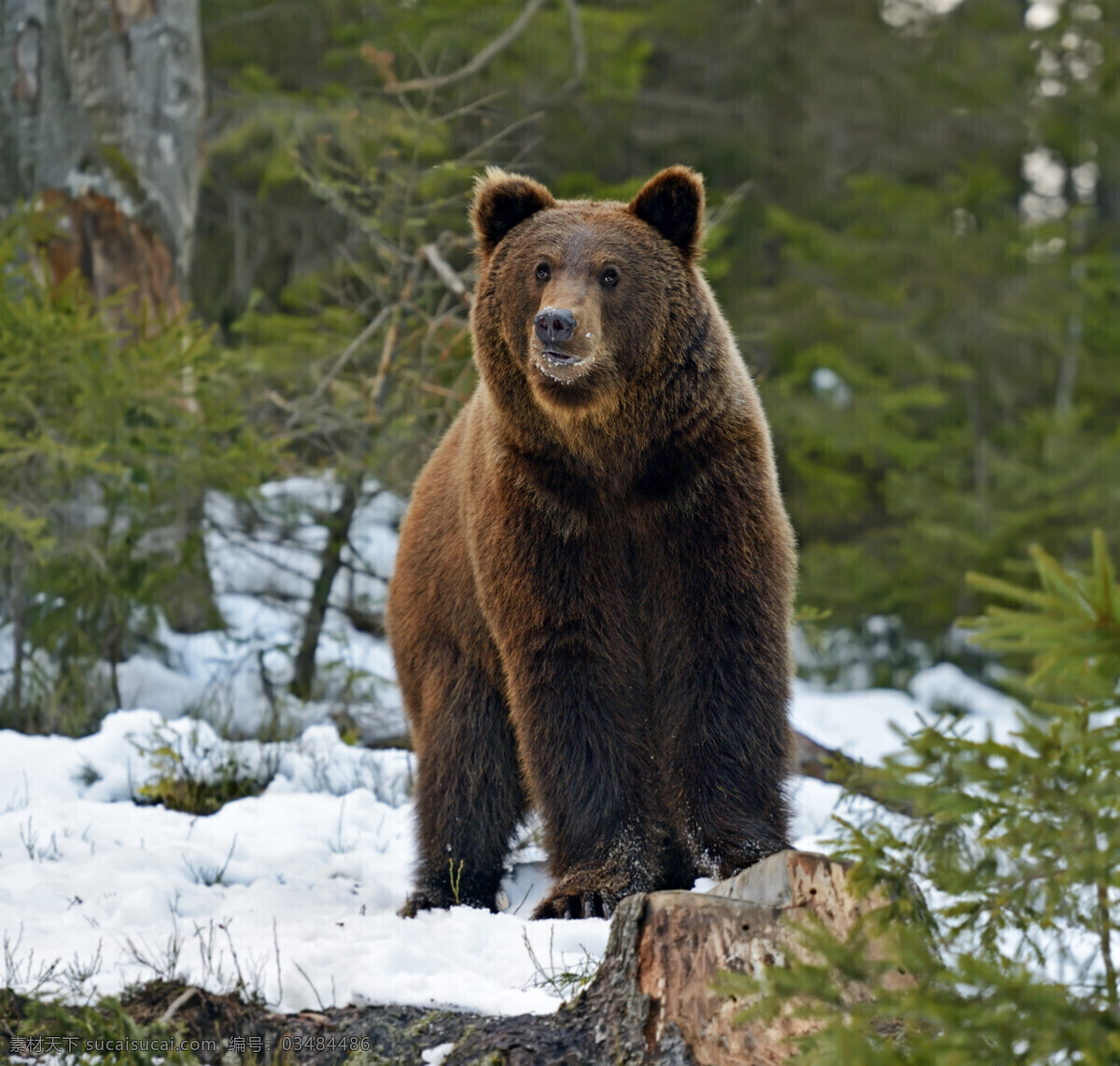 雪地 里 狗熊 熊 动物 陆地动物 野生动物 动物世界 动物摄影 生物世界